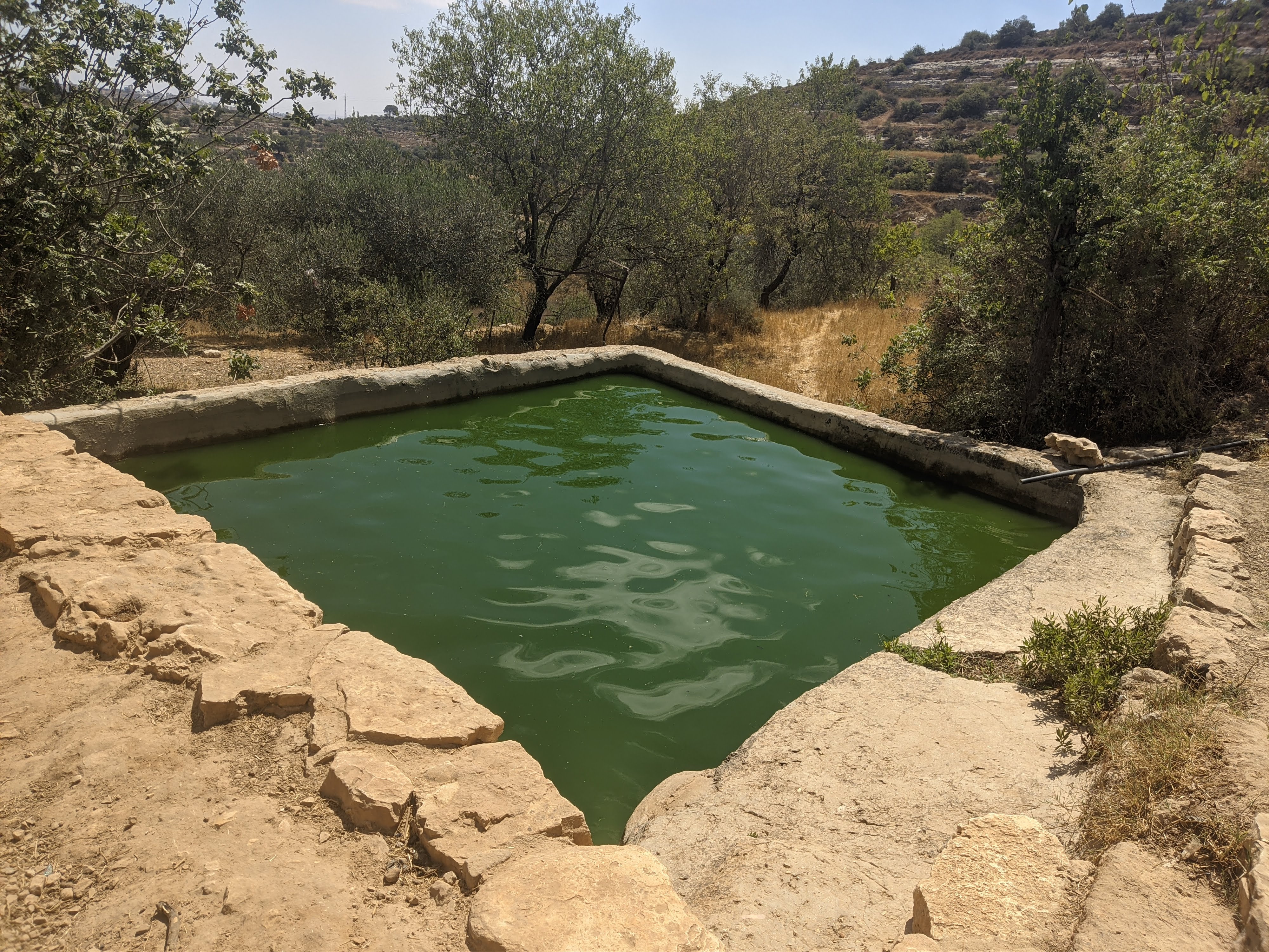 עין אל קסיס