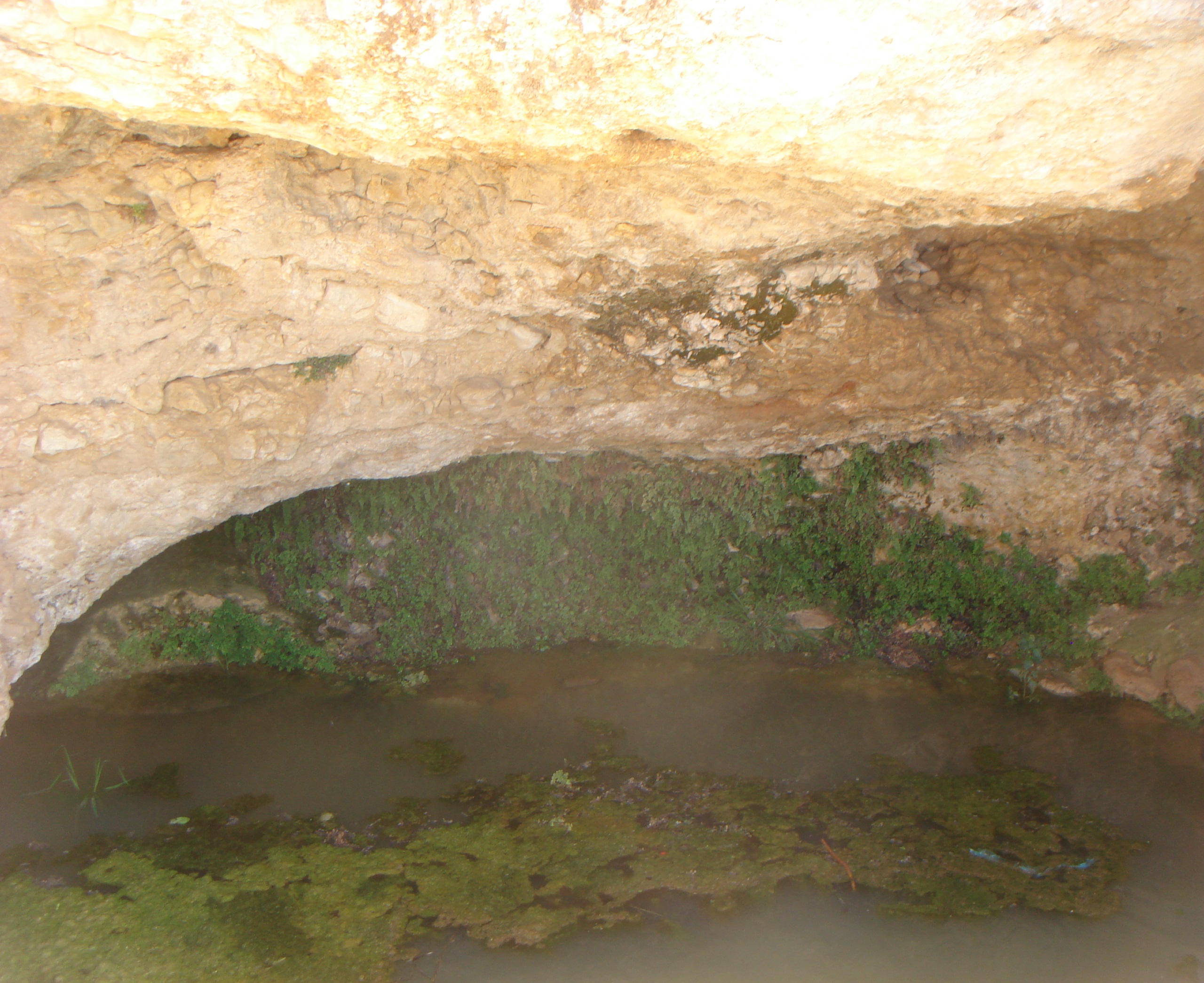 עין אום א-נווקיס