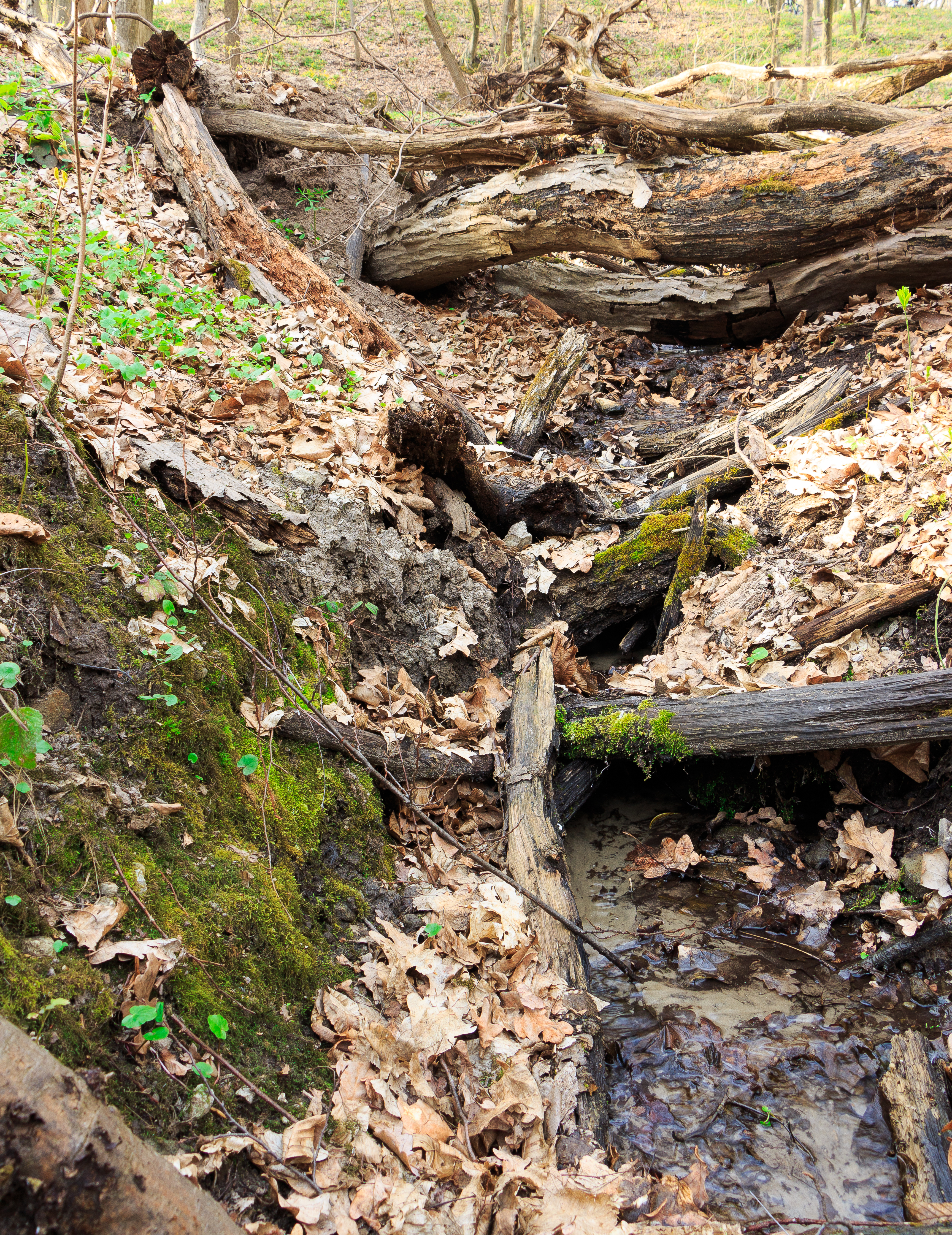 Народжена криниця
