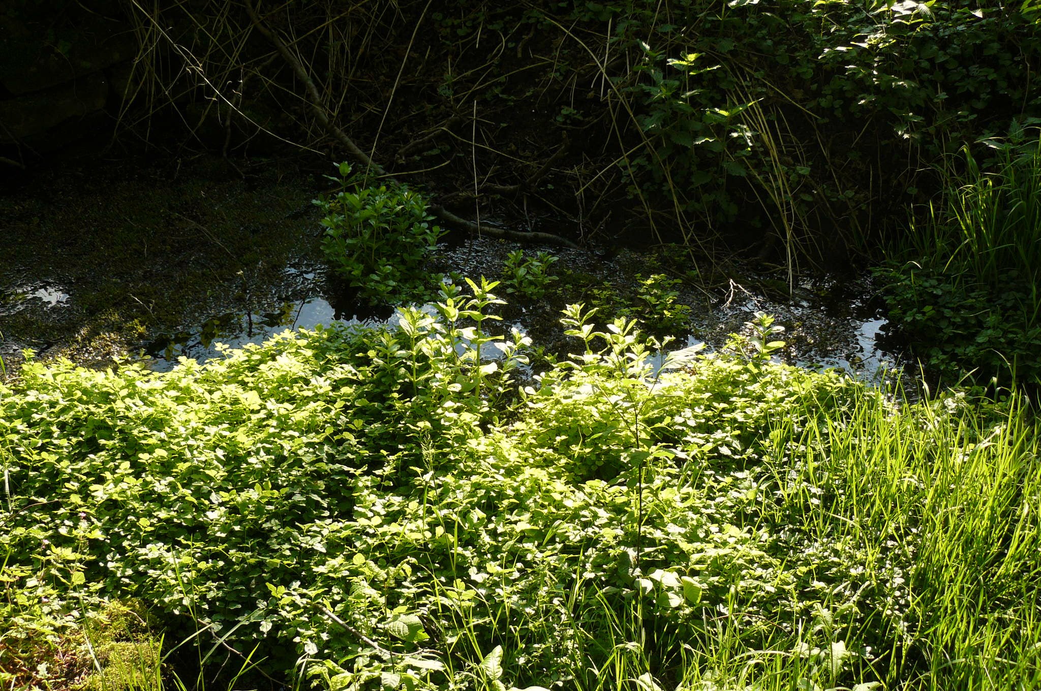 Źródła Romanowskie