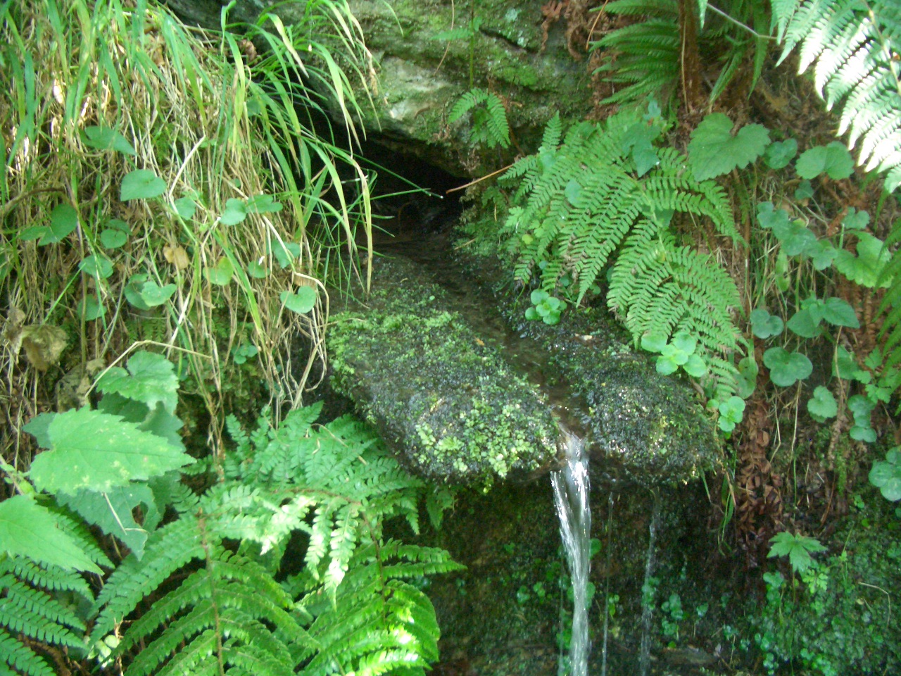 Font Fresca del Samon